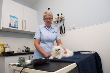 Nurse Cat Emergency Vets Livingston