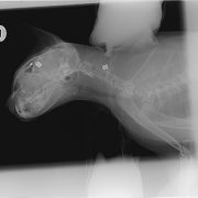 x-ray of buba - riverside vets livingstone & bathgate