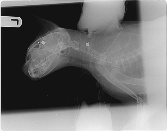 x-ray of buba - riverside vets livingstone & bathgate