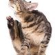 cat scratching image - riverside vets livingstone bathgate