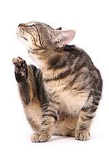 cat scratching image - riverside vets livingstone bathgate