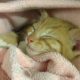 kitten - riverside vets livingstone bathgate