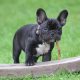 French Bulldog - riverside vets livingstone & bathgate