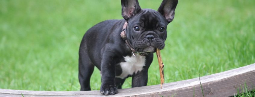 French Bulldog - riverside vets livingstone & bathgate