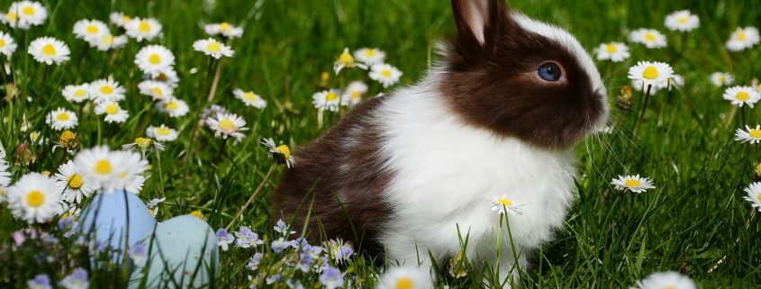 Rabbit in a field