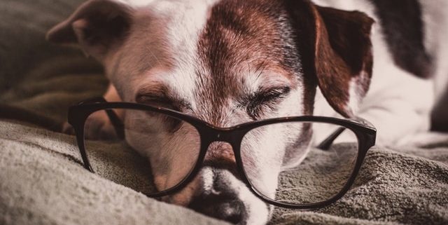 Older Jack Russell wearing glasses