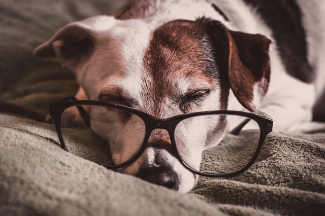 Older Jack Russell wearing glasses