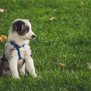 Puppy sitting in a grass field