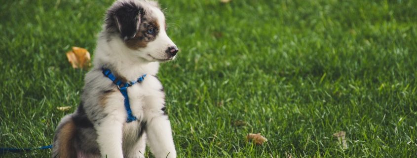 Puppy sitting in a grass field