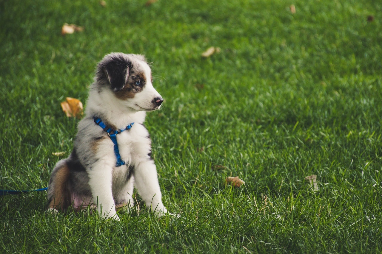 Puppy sitting in a grass field